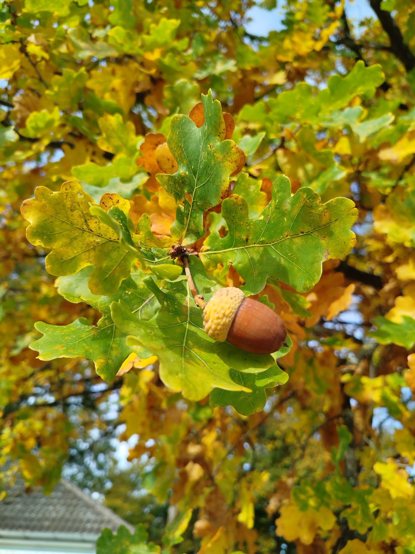 Eichel am Herbstbaum