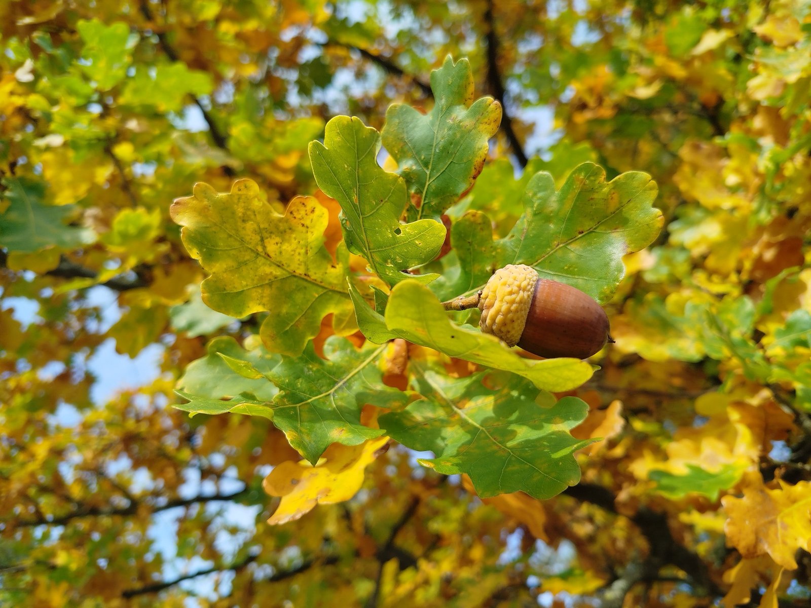 Herbstbaum mit Eichel quer