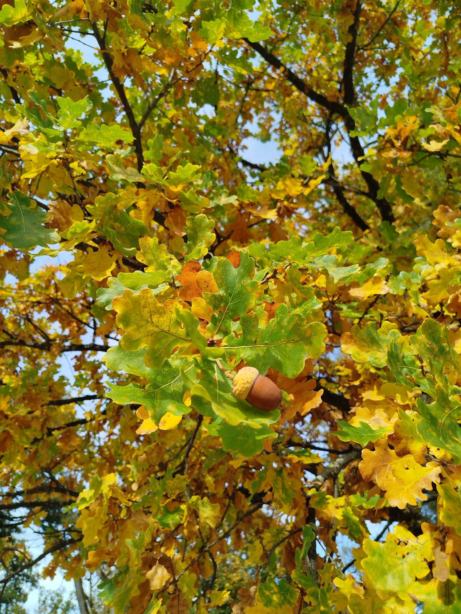 Herbstbaum mit Eichel von unten